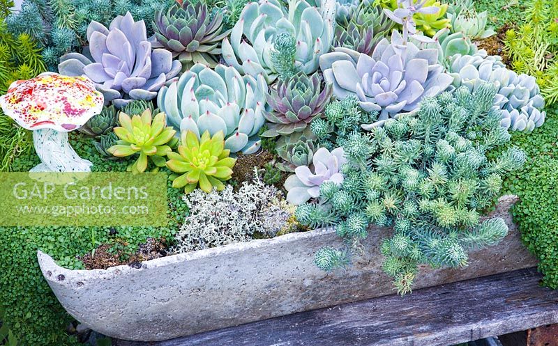 Mentha 'Corsican', Echeveria 'Afterglow', 'Topsy Turvy' and Colorata, Sempervivum and Sedum  