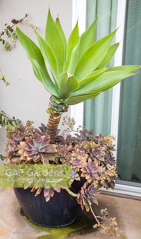 Mixed container with Agave attenuata, X Graptoveria 'Fred Ives' 