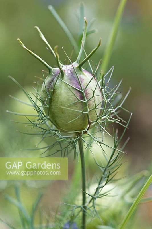 Nigella damascena (Flower-in-the-mist)