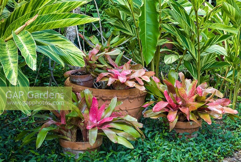 Container display and plants including Neoregelia 'Treasure Chest', Alpinia zerumbet 'variegata', Philodendron and Trachelospermum asiaticum