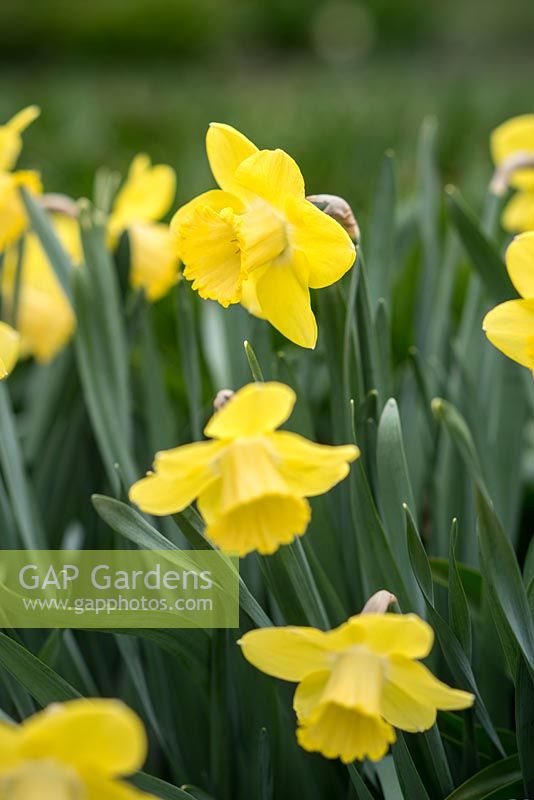 Narcissus 'St. Patrick's  Day'