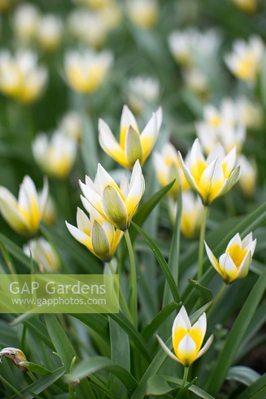 Tulipa Tarda - early spring tulips 