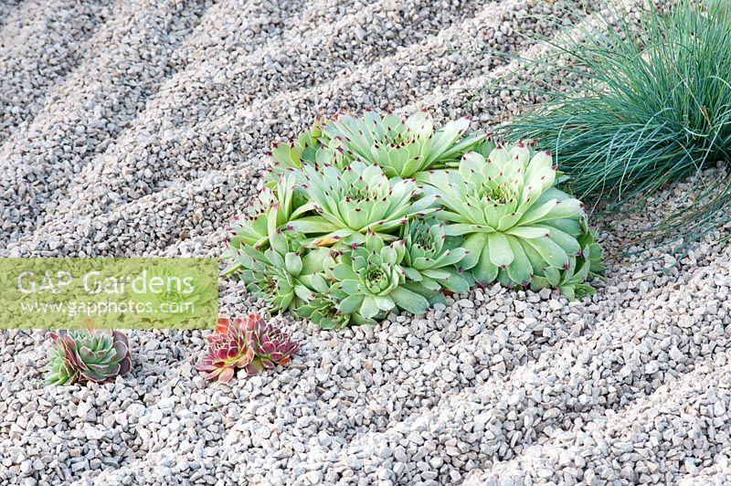 Sempervivum and Festuca 'Elijah Blue' planted with raked gravel in the 'Mu - No Thing' garden  RHS Tatton Flower Show 2013. 