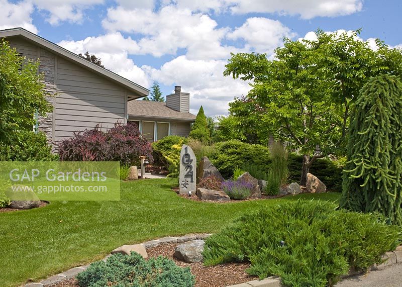 Lawn and rocks and plants including Juniperus 'Youngstown' and Berberis 