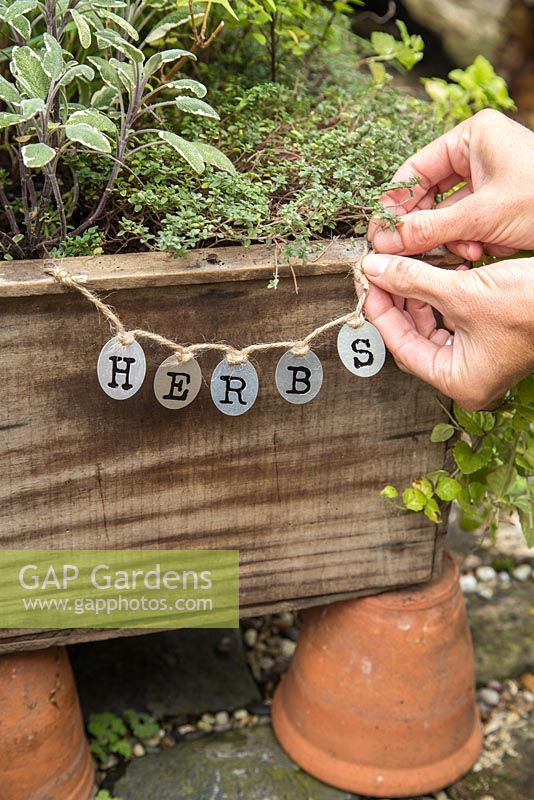 Creating label for Herb box using metal plates. Herbs include Oregano 'Greek', Marjoram 'Compact', Sage 'Tricolor', Lemon Grass, Indian Mint, Chive and Hyssop