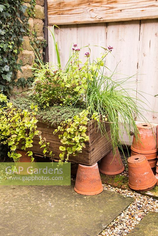 Herb box containing Oregano 'Greek', Marjoram 'Compact', Sage 'Tricolor', Lemon Grass, Indian Mint, Chive and Hyssop