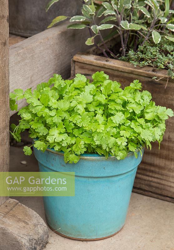 Step by Step - Growth development of Coriander