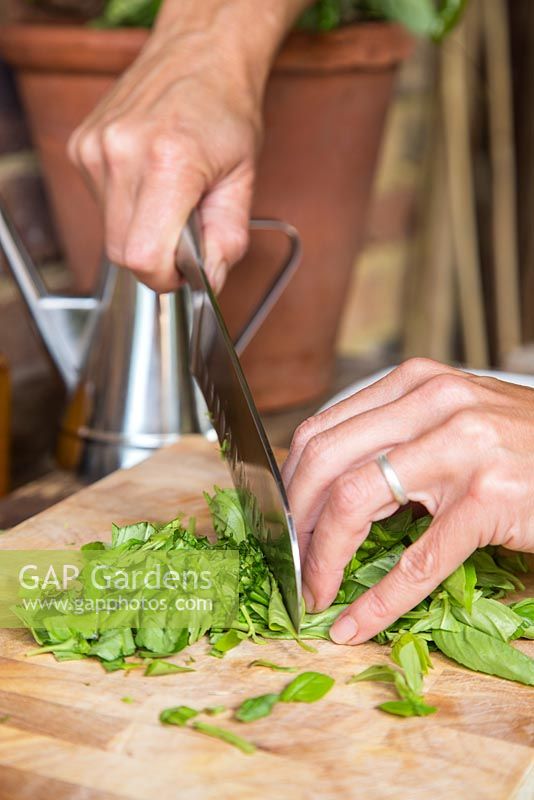 Step by Step - Chopping and freezing Basil for Pesto. Cutting freshly picked Basil leaves.
