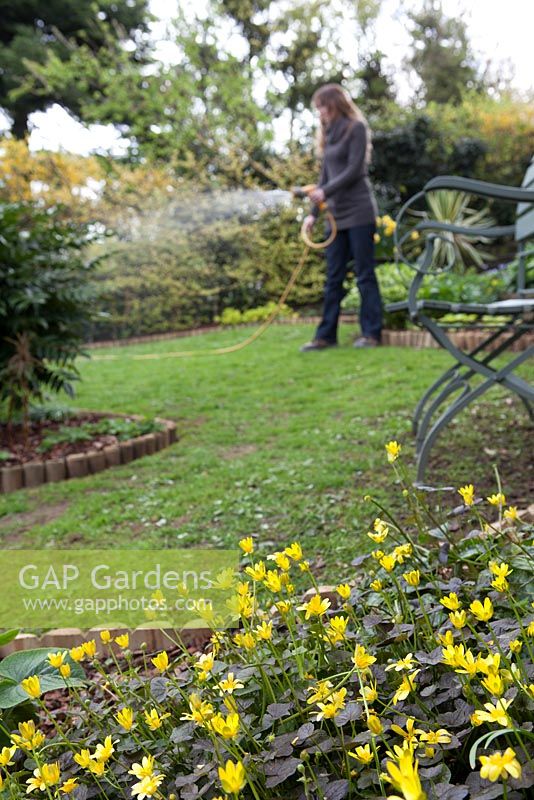 Lady watering lawn with hosepipe, foreground focus on cultivated Celendine 'Brazen Hussy'