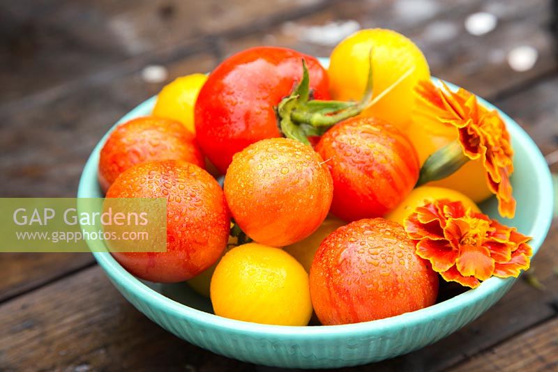 Bowl of harvested Tomatoes 'Tigerella', 'Big Boy' and 'Sungold' with Tagetes