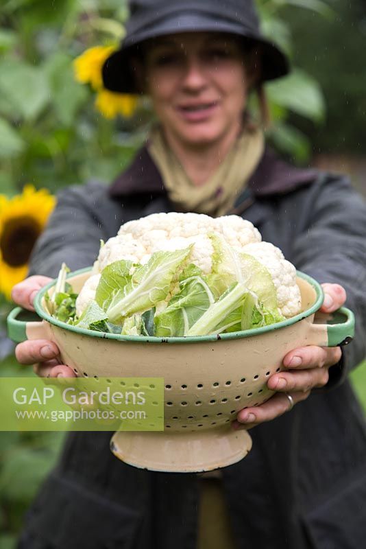 Woman holding harvested Cauliflower in colander