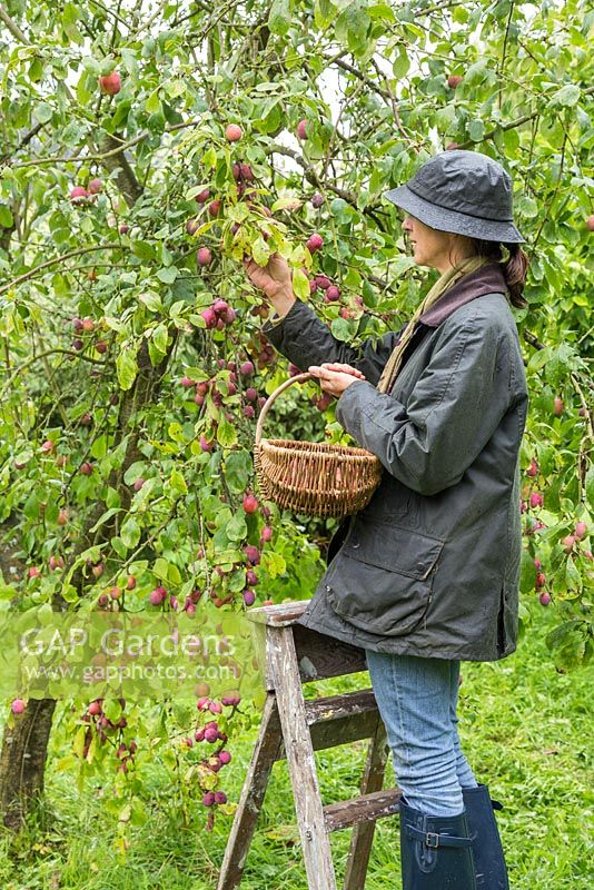 Woman harvesting Plum 'Victoria'