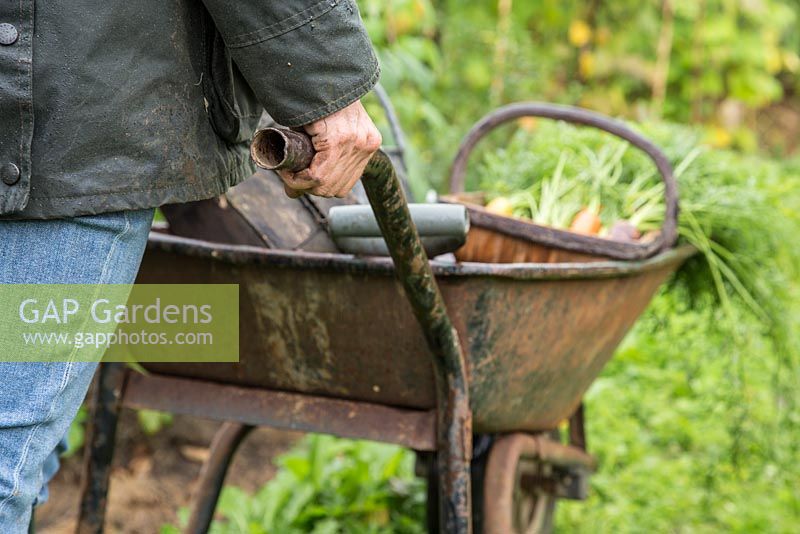 Woman pushing wheelbarrow of tools and harvest of Carrots 'Purple Haze' and 'Creme De Lite'
