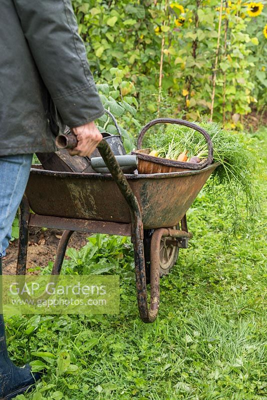 Woman pushing wheelbarrow of tools and harvest of Carrots 'Purple Haze' and 'Creme De Lite'
