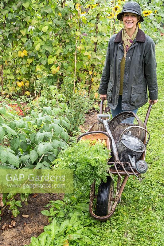 Woman pushing wheelbarrow of tools and harvest of Carrots 'Purple Haze' and 'Creme De Lite'
