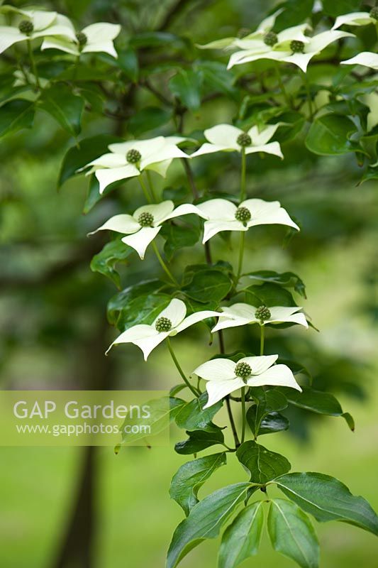 Cornus Kousa ssp. Chinensis 'Spinners'