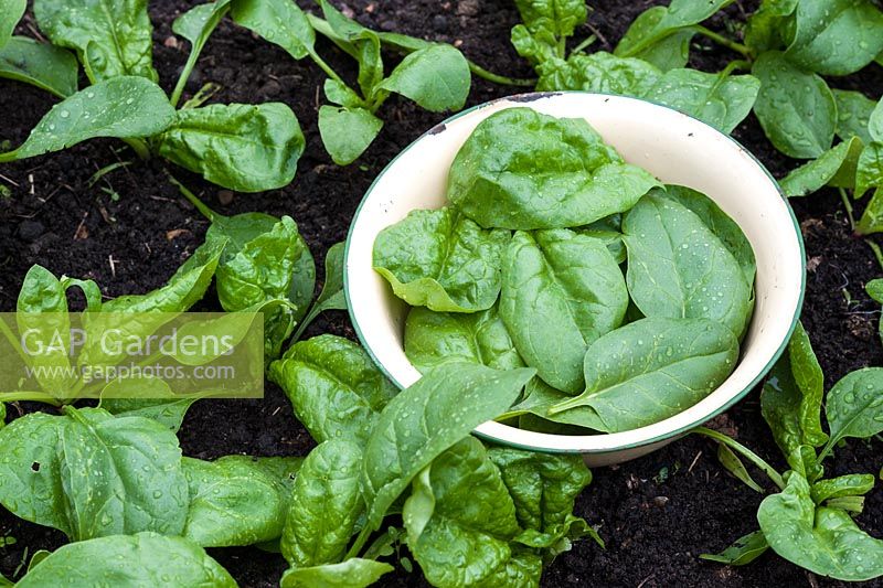 Freshly harvested Beta vulgaris 'Amazon' - Spinach in an enamel bowl