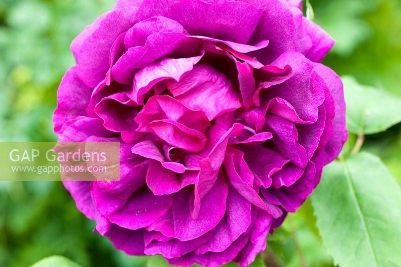 Rosa 'Gloire de Ducher'