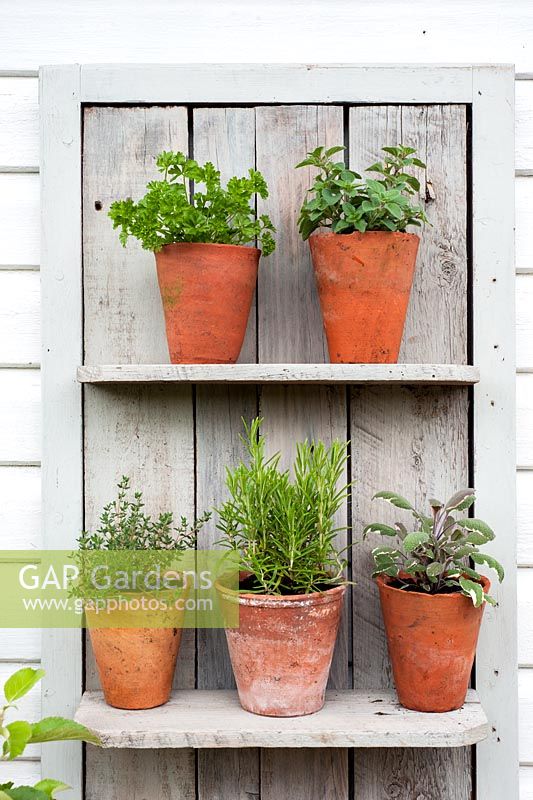 Selection of herbs in pots on rustic shelving including sage, thyme, rosemary, parsley and majoram