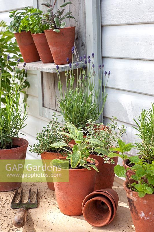 Selection of herbs in pots on rustic shelving including sage, thyme, rosemary, parsley, majoram, mint and lavender