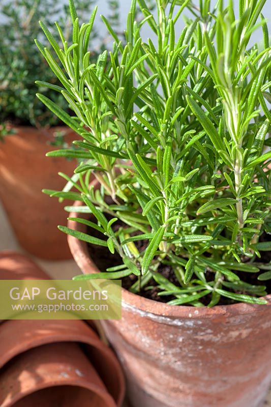 Rosemary - Rosmarinus officinalis in small container