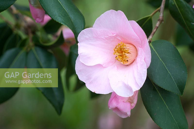 Camellia williamsii 'Saint Ewe'