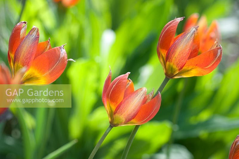 Tulipa orphanidea 'Whittallii Group'