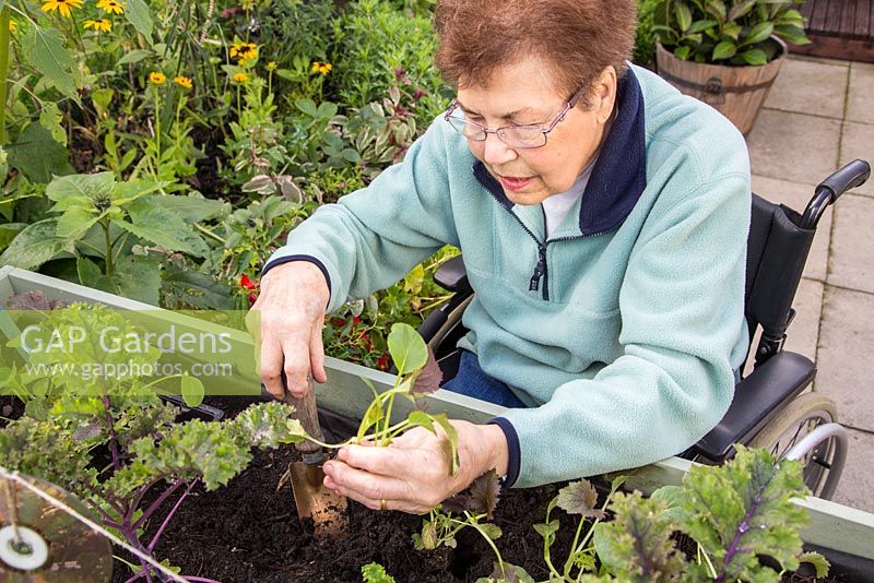 Elderly disabled woman planting winter greens in a vegetable trug