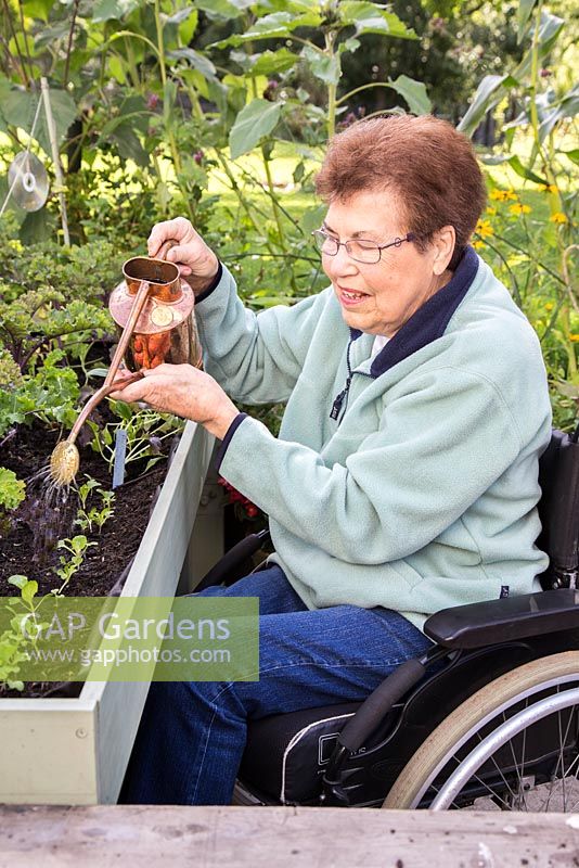 Elderly disabled woman watering newly planted winter greens in a vegetable trug