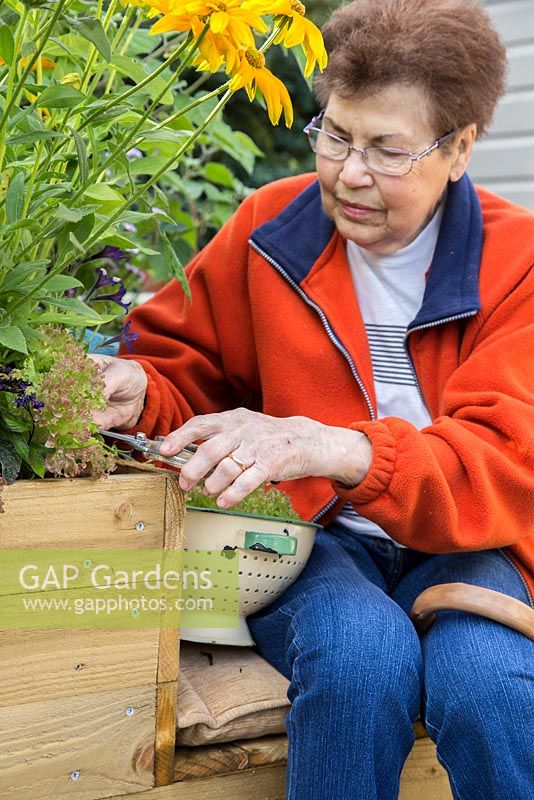 Elderly disabled woman harvesting lettuce from a mobile trug