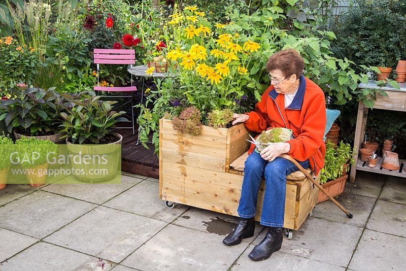 Elderly disabled woman harvesting lettuce from a mobile trug