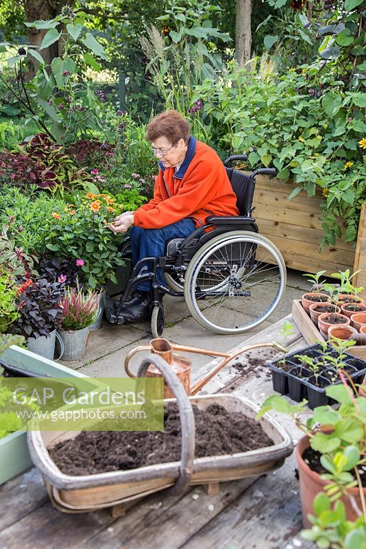 Elderly disabled woman deadheading Dahlia 'Topmix Orange' in a small suburban garden