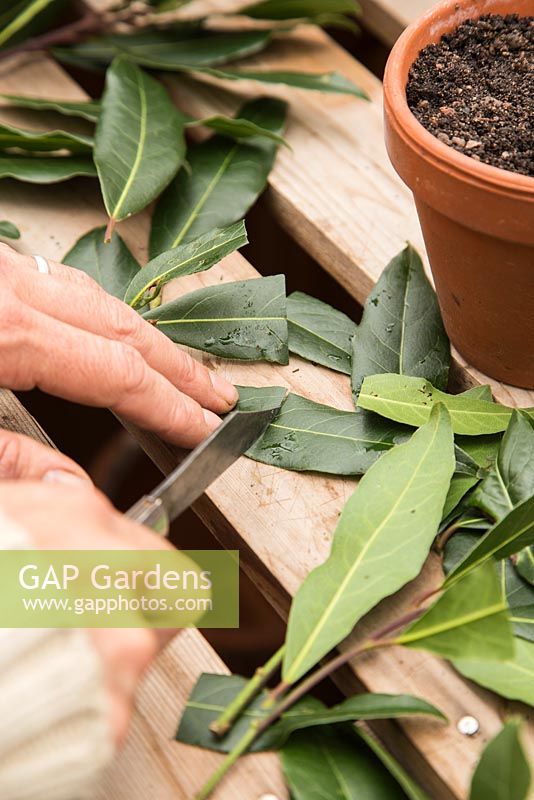 Cutting remaining leaves in half on Laurus nobilis - Bay cuttings