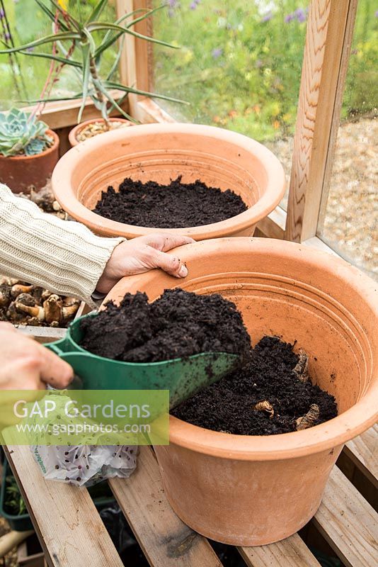 Covering Narcissus recurvus bulbs with compost