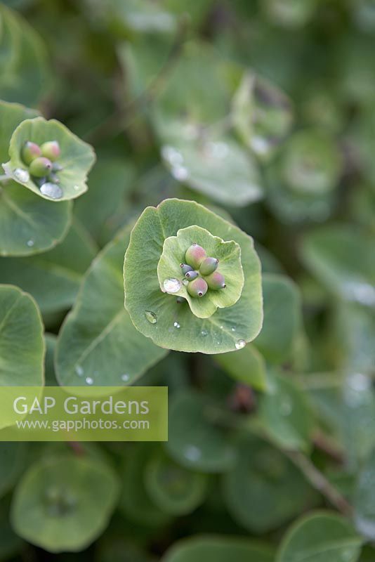 Lonicera caprifolium - (perfoliate honeysuckle)with rain drops