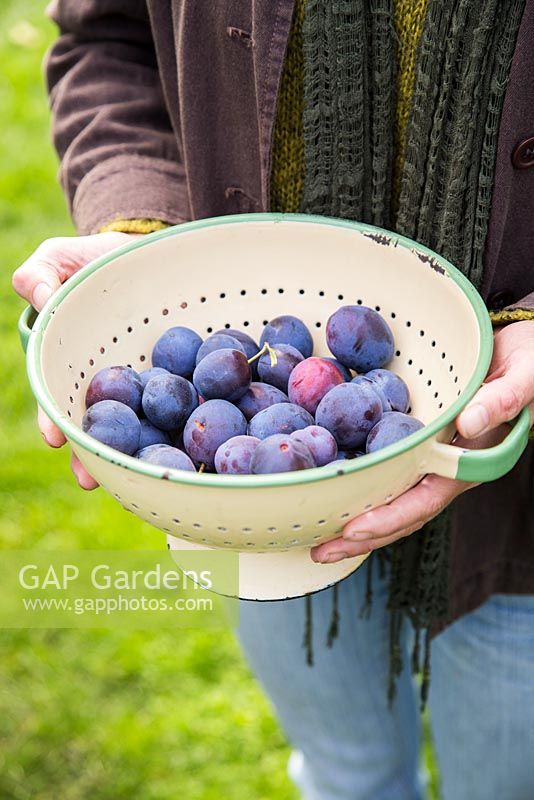 Woman harvesting Damson