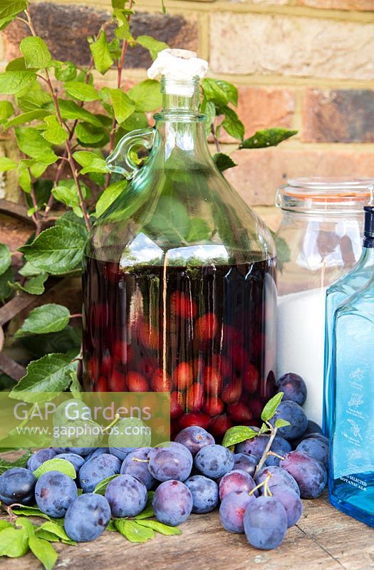 Damson Gin