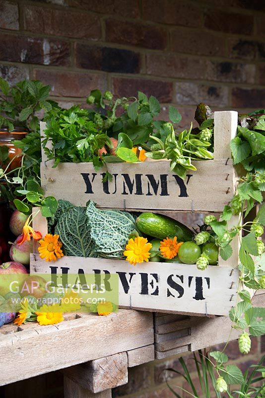 A large harvest display of fruit and vegetables. Victoria plum - Prunus domestica, Damson, Damson Gin, Coriander, Dahlia, Lettuce, Carrots, Gourd, Courgette, Marigold, Chard.