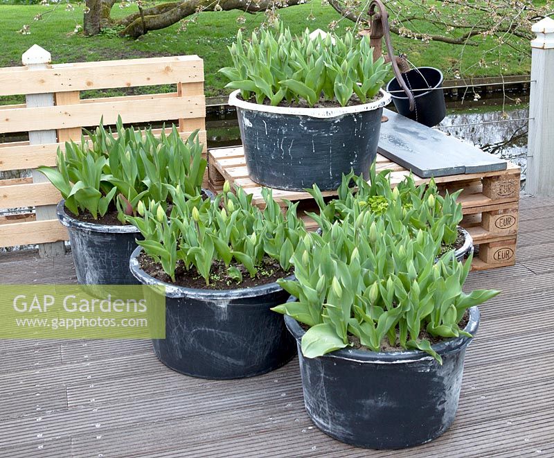 Black cement buckets filled with tulips on wooden decked terrace. Antique waterpump with small bucket in background