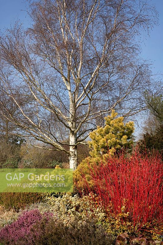 Winter interest showing Cornus alba 'Sibirica', Pinus halepensis - Aleppo Pine, Betula utilis, Skimmia japonica, Euonymus fortunei and Erica x darleyensis 'Kramer's Rote'