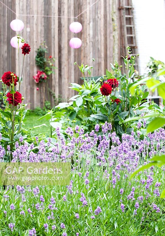 Red dahlia's and Lavandula in scaffolding wooden container without bottom.