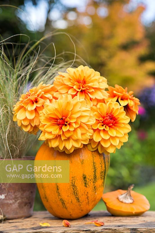 Using Pumpkin 'Jack O'Lantern' as a flower container. Flowers used are Dahlia 'David Howard' 