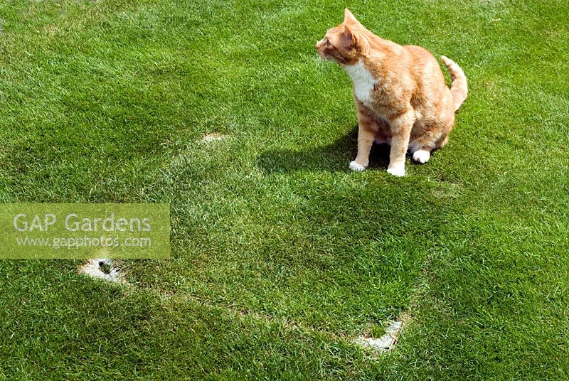 Lawn with manhole cover inset with turf to conceal it 