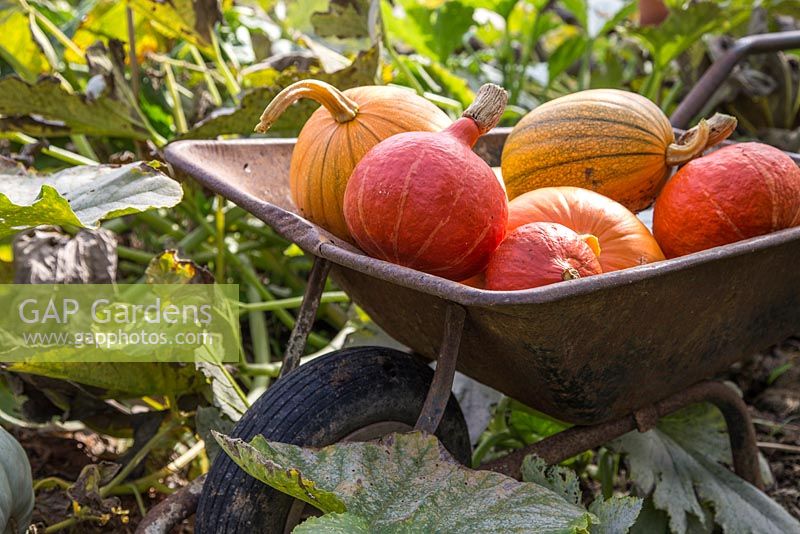 Display of Pumpkins 'Mammoth', 'Uchiki Kuri', 'Jack be Little' and 'Crown Prince'.