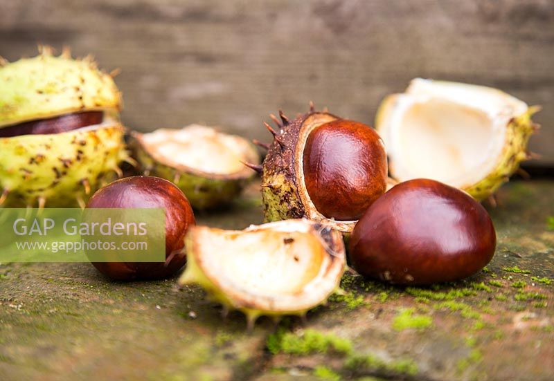 Seeds of the horse chestnut, Aesculus hippocastanum.