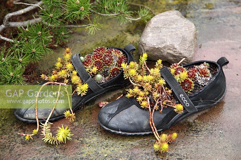 Old shoes with Sempervivum