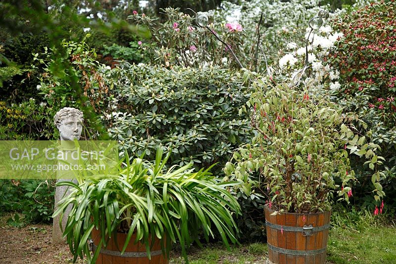 Spring garden with fuchsia and agapanthus in pots with sculpture 