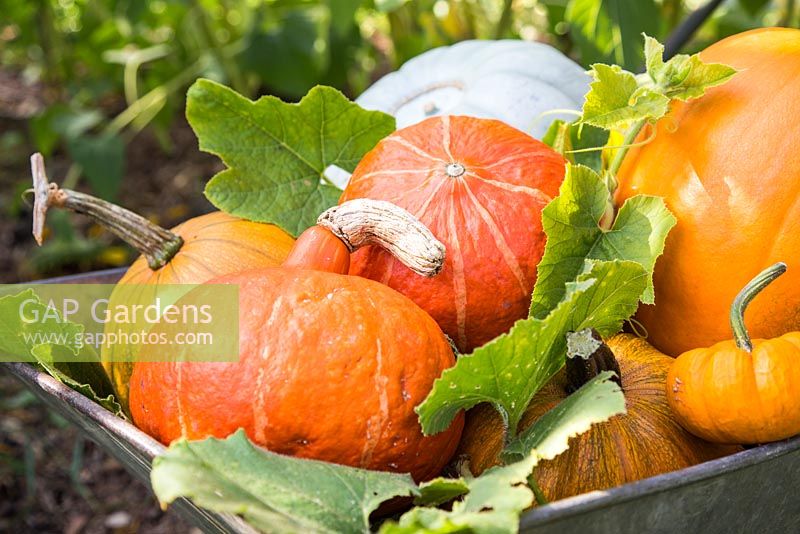 Harvested pumpkins placed in wheelbarrow. Pumpkin 'Crown Prince', 'Mammoth', 'Jack be Little' and 'Uchiki Kuri'