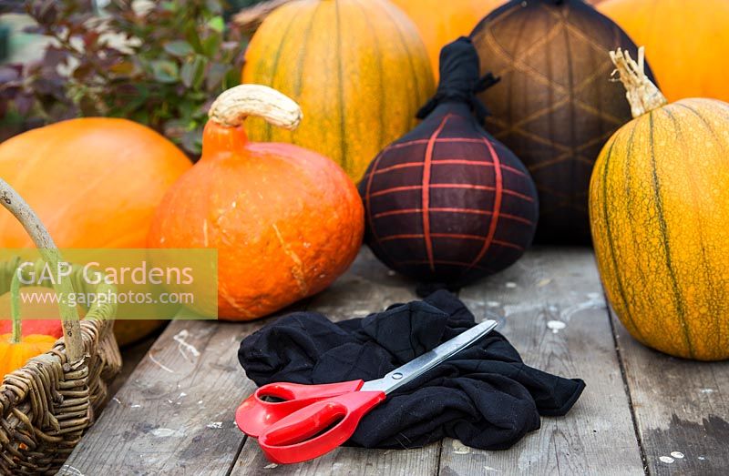 Materials for tying tights around pumpkins