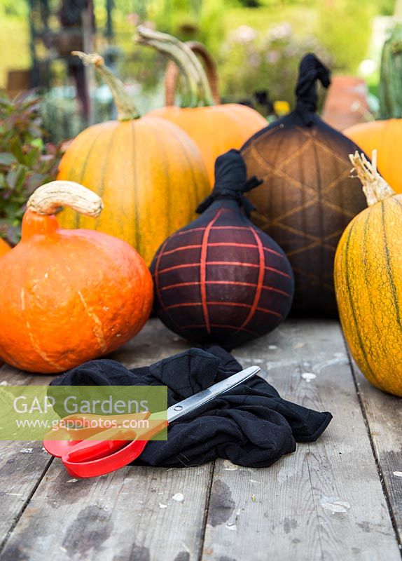 Materials for tying tights around pumpkins